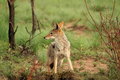 Free Alert Black Backed Jackal Stock Photo - 8342900