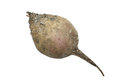 Free Studio Shot Of Beet. Stock Images - 8342984