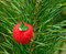 Free Christmas Tree Decoration Stock Photo - 8342760
