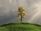 Free Tree On A Hill Stock Photos - 8344853