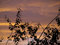 Free Silhouette Of Branches Of A Birch Stock Photography - 8346792