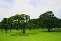 Free Japan S Imperial Palace Lawn Outside The Court Royalty Free Stock Image - 8352276