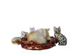 Free Sleep Cat Figurine Royalty Free Stock Photos - 8357448