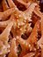Free Starfish Stock Photo - 8350630