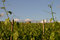 Free Tuscan Vineyard Royalty Free Stock Photography - 8357597