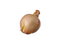 Free Bulb Of Onion Isolated Royalty Free Stock Images - 8358089
