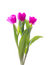 Free Three Pink Tulips Stock Image - 8358681