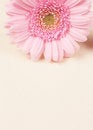 Free Beautiful Pink Gerber Daisy Royalty Free Stock Photos - 8364158