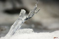 Free Fallen Icicle Royalty Free Stock Photography - 8366387