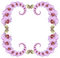 Free Pink Orchid Frame Royalty Free Stock Image - 8362796