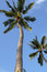 Free Coconut Stock Photos - 8369743