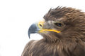 Free Eagle Head Stock Photo - 8374690