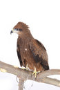 Free Hawk Stock Photography - 8378562