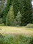 Free Bog In Wood. Stock Image - 8371971