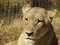 Free Pensive Lioness Stock Image - 8376351