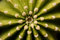 Free Green Cactus Royalty Free Stock Photos - 8379848