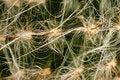 Free Hairy Cactus Macro Stock Photos - 8380293