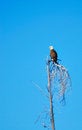 Free Bald Eagle Royalty Free Stock Image - 8382366