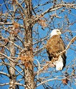 Free Bald Eagle Stock Photo - 8382370