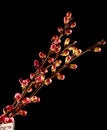 Free Spring Twig Royalty Free Stock Photos - 8382608