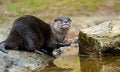 Free Oriental Small-clawed Otter Stock Image - 8383611