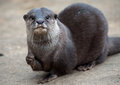 Free Oriental Small-clawed Otter Royalty Free Stock Images - 8383769