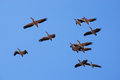 Free Pelicans Soaring Royalty Free Stock Images - 8383999