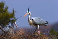 Free Ardea Cinerea(1) Royalty Free Stock Photography - 8389947