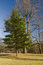 Free Evergreen Stock Images - 8381184