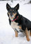 Free Dog In The Snow Stock Images - 8381214
