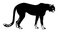 Free Vector Illustration Of The Asiatic Cheeta Stock Images - 8385444