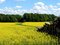 Free Oil Rape - Brassica Napus L Royalty Free Stock Photos - 8389378