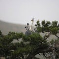 Free Ardea Cinerea(4) Royalty Free Stock Images - 8390929
