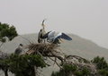 Free Ardea Cinerea(5) Royalty Free Stock Images - 8391009