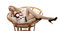 Free Young Women On Armchair Over White Stock Photo - 8393720