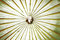 Free Shining Face Royalty Free Stock Images - 8396009
