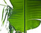 Free Plants Royalty Free Stock Photos - 8398348
