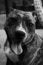 Free Doggy Stock Images - 8398734