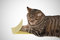 Free Young Businesscat Stock Image - 8398971