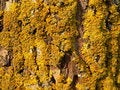 Free Bark Horizontal Stock Photos - 844003
