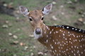 Free Deer Stock Image - 847911