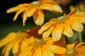 Free Layered Yellow Flowers Royalty Free Stock Photo - 849995