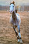 Free Horse Royalty Free Stock Photos - 845148