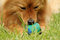 Free Chewing The Ball Royalty Free Stock Images - 846729