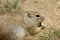 Free Prairie Dog Stock Photo - 848560