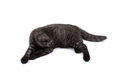 Free British Kitty. Royalty Free Stock Images - 8402589