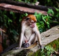 Free Cynomolgus Monkey Stock Photos - 8407513
