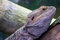 Free Eastern Bearded Dragon Stock Photo - 8400050
