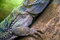 Free Eastern Bearded Dragon Stock Photo - 8401500