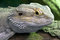 Free Eastern Bearded Dragon Stock Image - 8401601